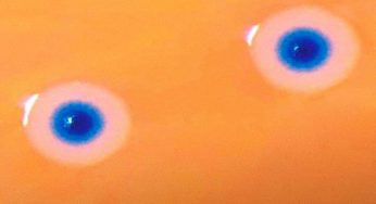 Come nella fantascienza, nasce la prima cellula sintetica in grado di replicarsi