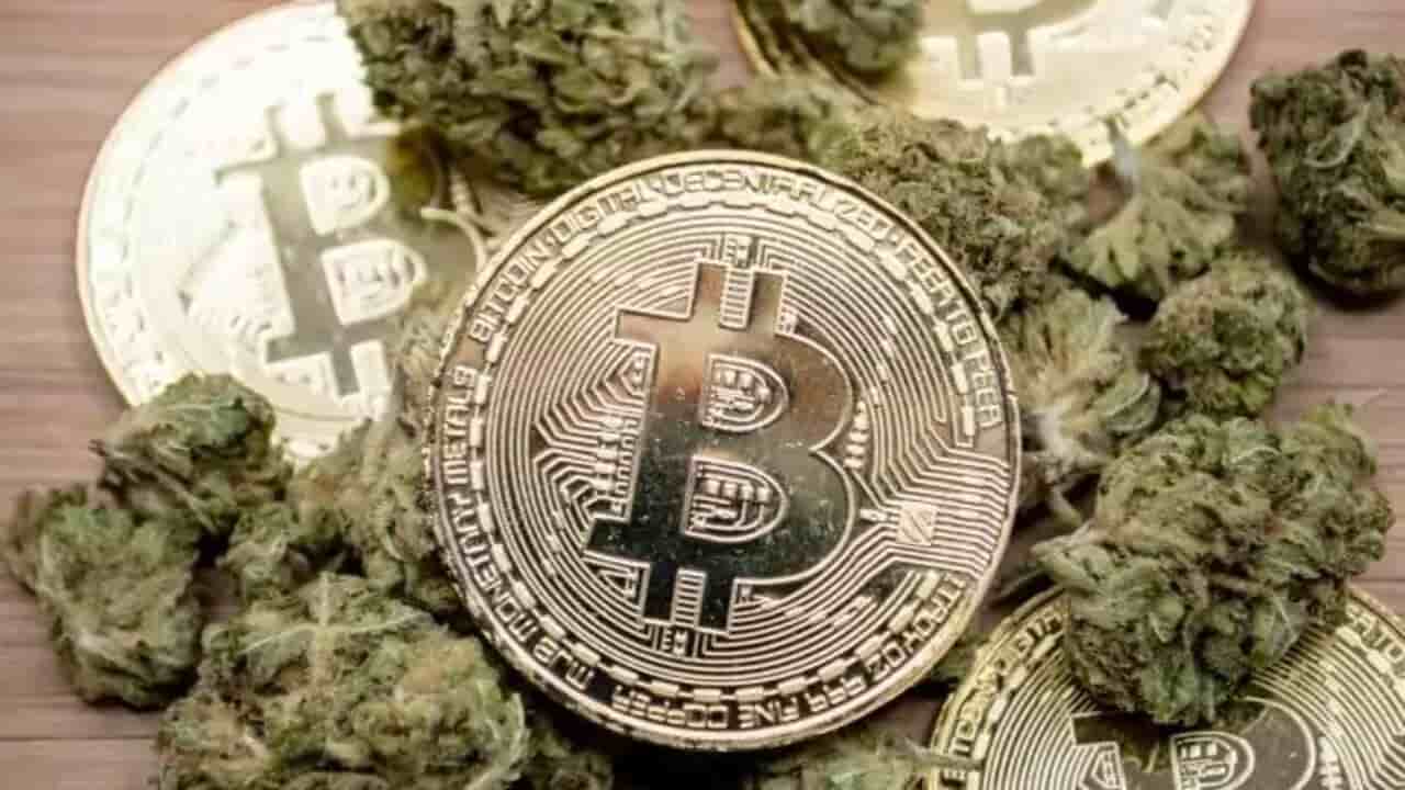bitcoin cannabis