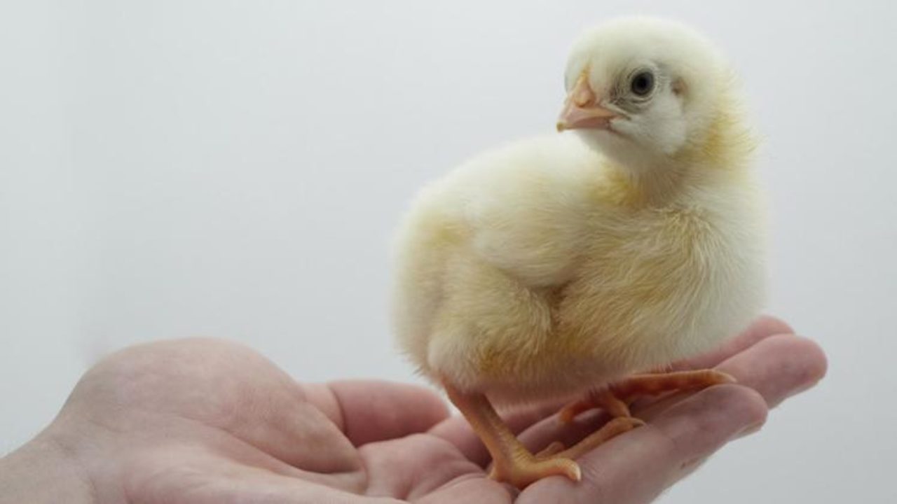 Sorpresa per gli scienziati che hanno stampato un uovo con la stampante "3D": è nato il pulcino Eva