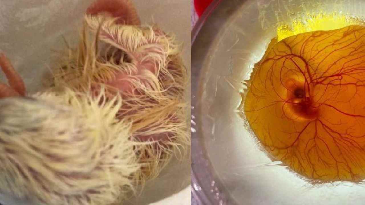Sorpresa per gli scienziati che hanno stampato un uovo con la stampante "3D": è nato il pulcino Eva
