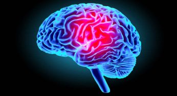 Esperimento sui topi riuscito: gli scienziati hanno invertito l’invecchiamento del cervello
