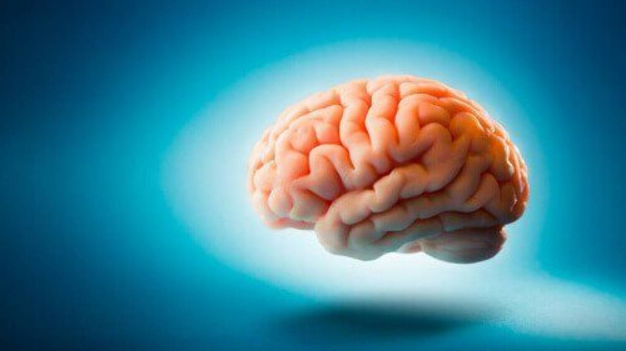 Scienza: ecco immortalata l'impronta del cervello, fondamentale per la nostra salute
