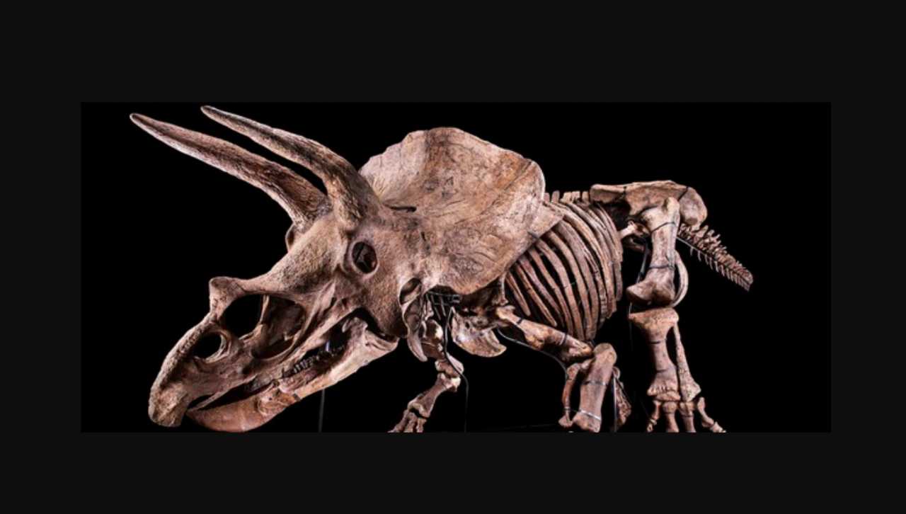 Big John il triceratopo più grande al mondo - MeteoWeek.com