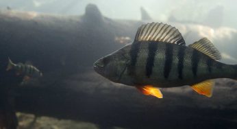 Arriva un pesce robot che terrorizza i pesciolini: assurdo, ma serve
