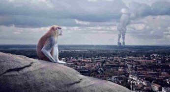 Grido di allarme dagli Scienziati: “la Sesta Estinzione” di massa sulla Terra è già iniziata