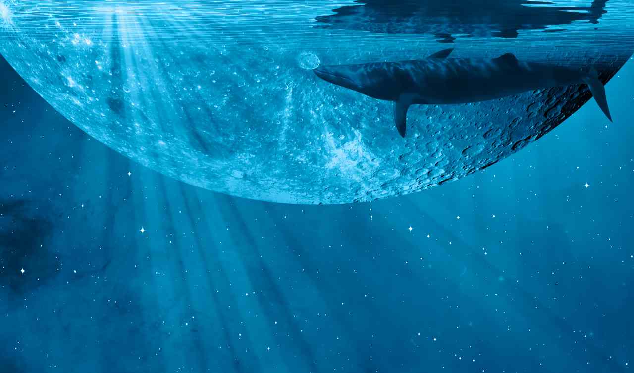 Balena blu 20220604 tech